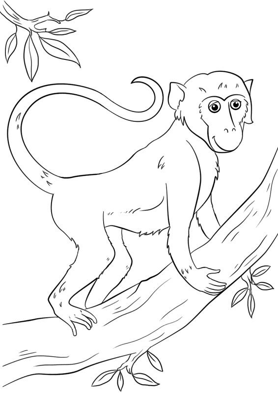 Desenho de Macacos para colorir e imprimir: número 46