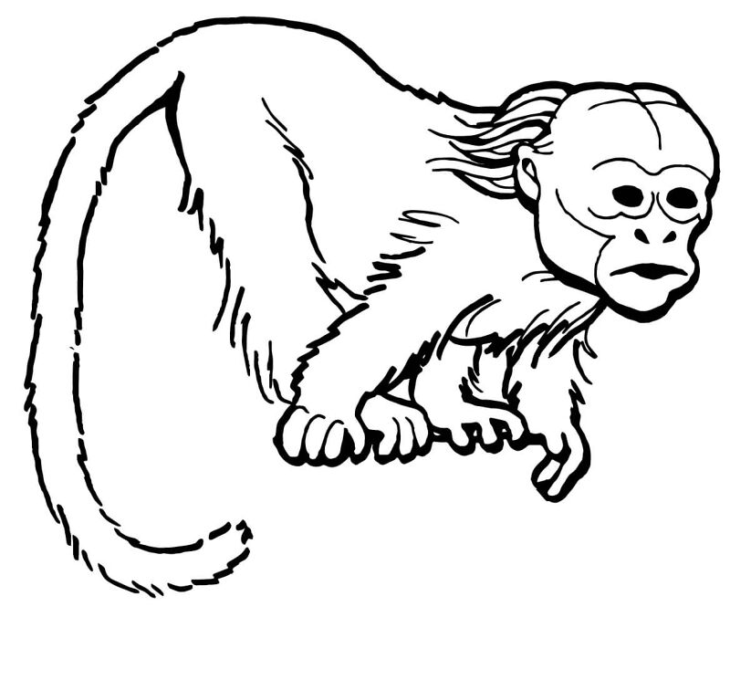 Desenho de Macacos para colorir