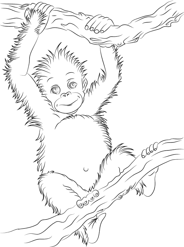 Desenho de Macacos para colorir