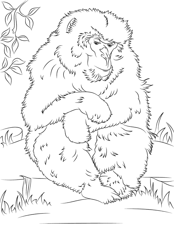 Desenho de Macacos para colorir