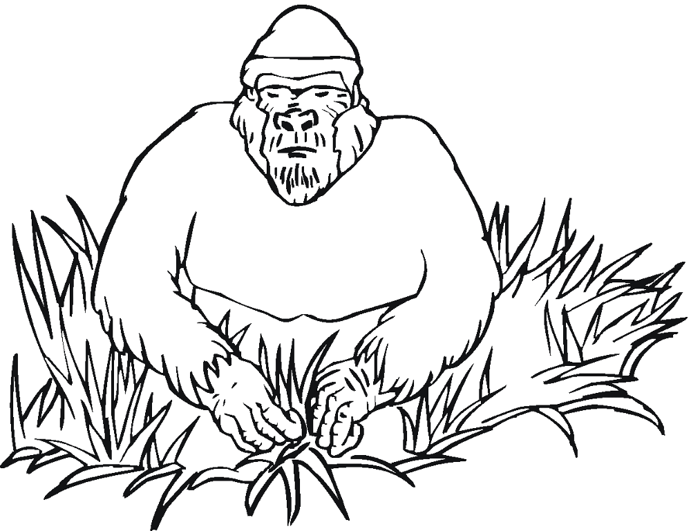 Desenho de Macacos para colorir