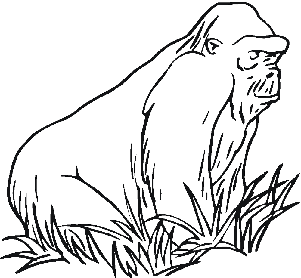 Desenho de Macacos para colorir