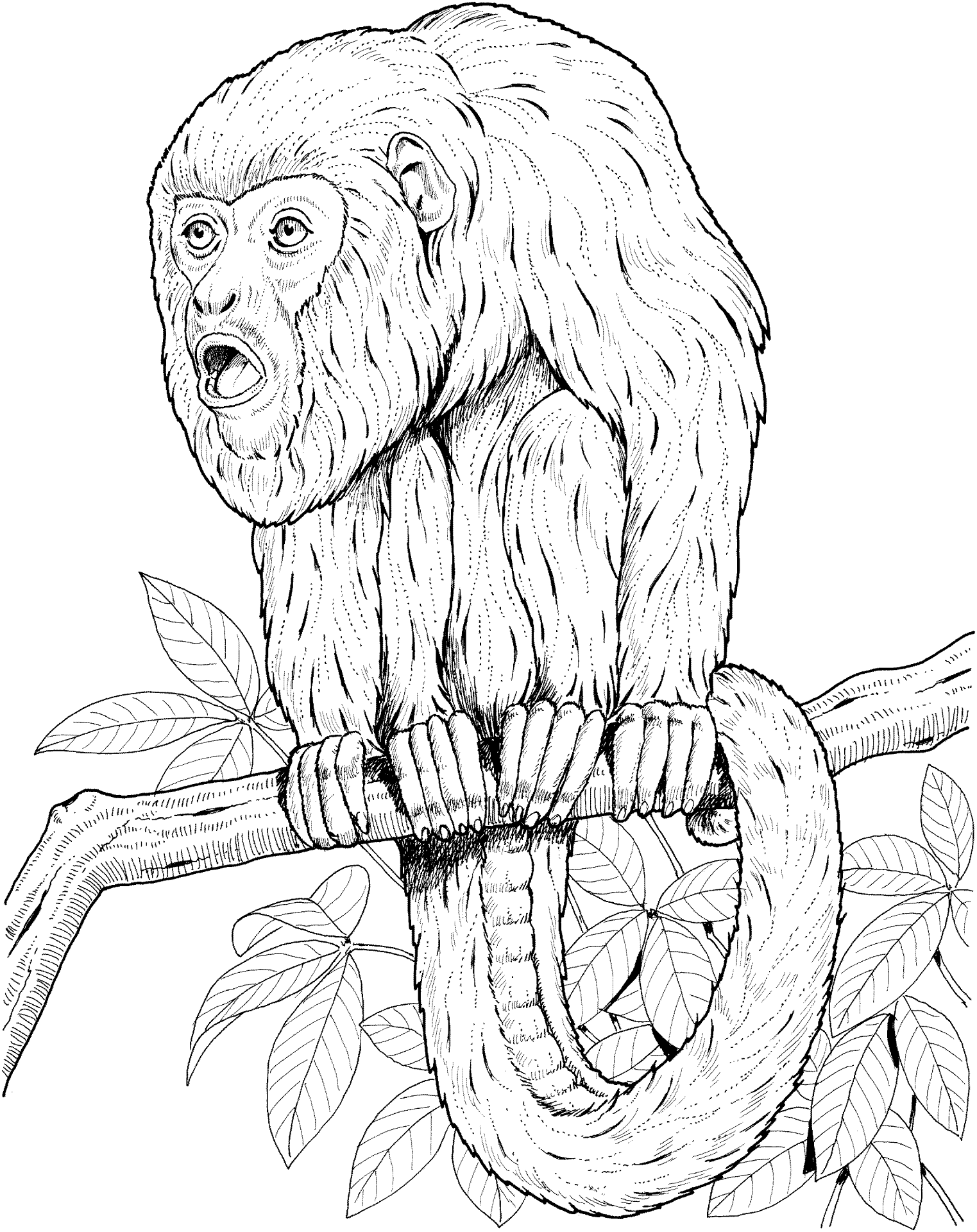 Desenho de Macacos para colorir