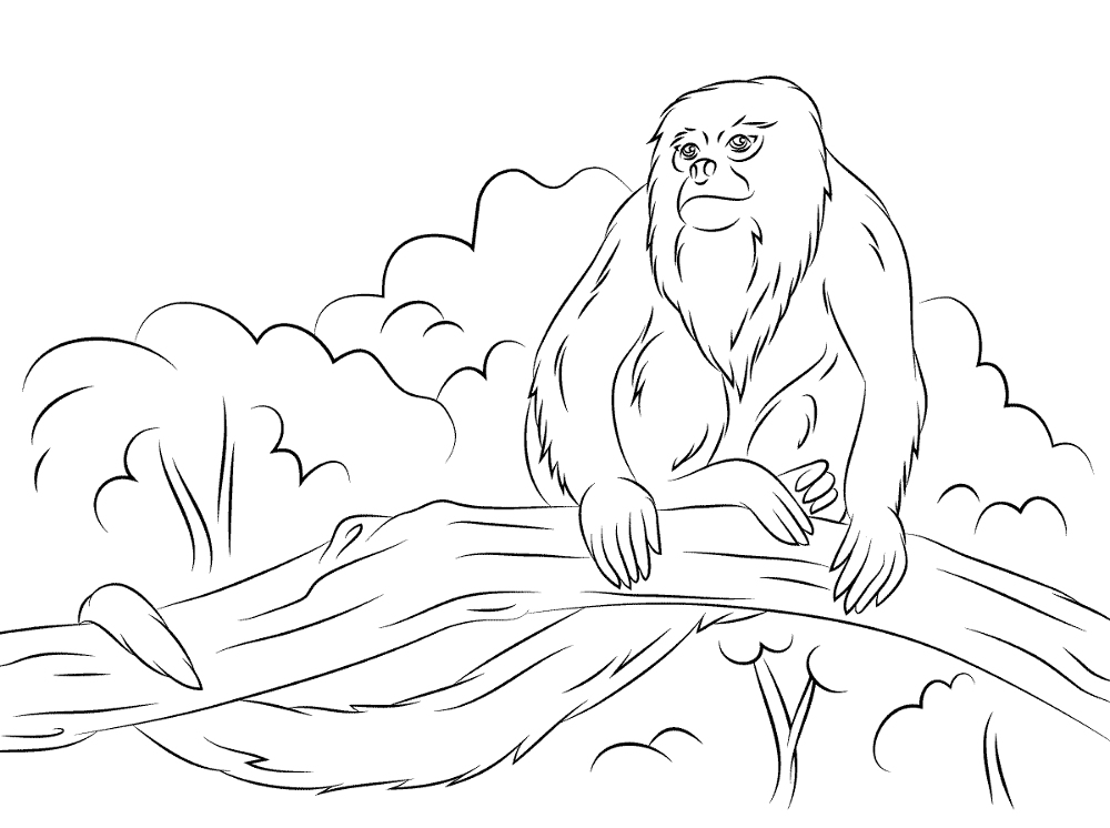 Desenho de Macacos para colorir