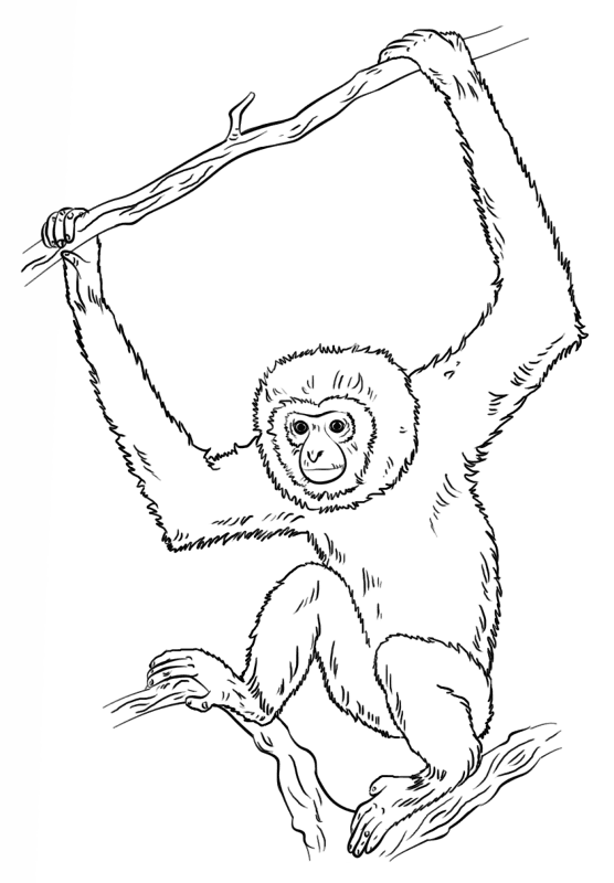 Desenho de Macacos para colorir