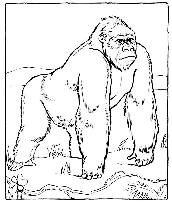 Desenho de Macacos para colorir