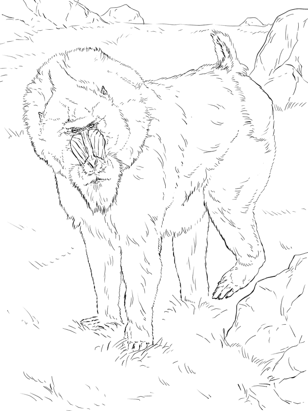 Desenho de Macacos para colorir