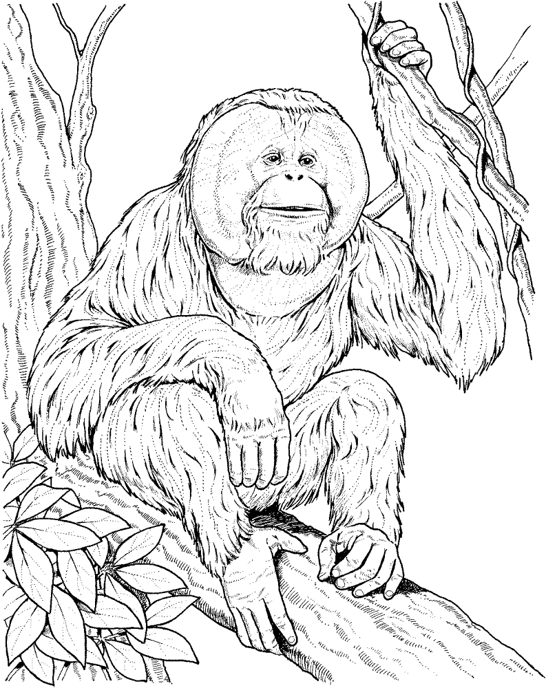 Desenho de Macacos para colorir