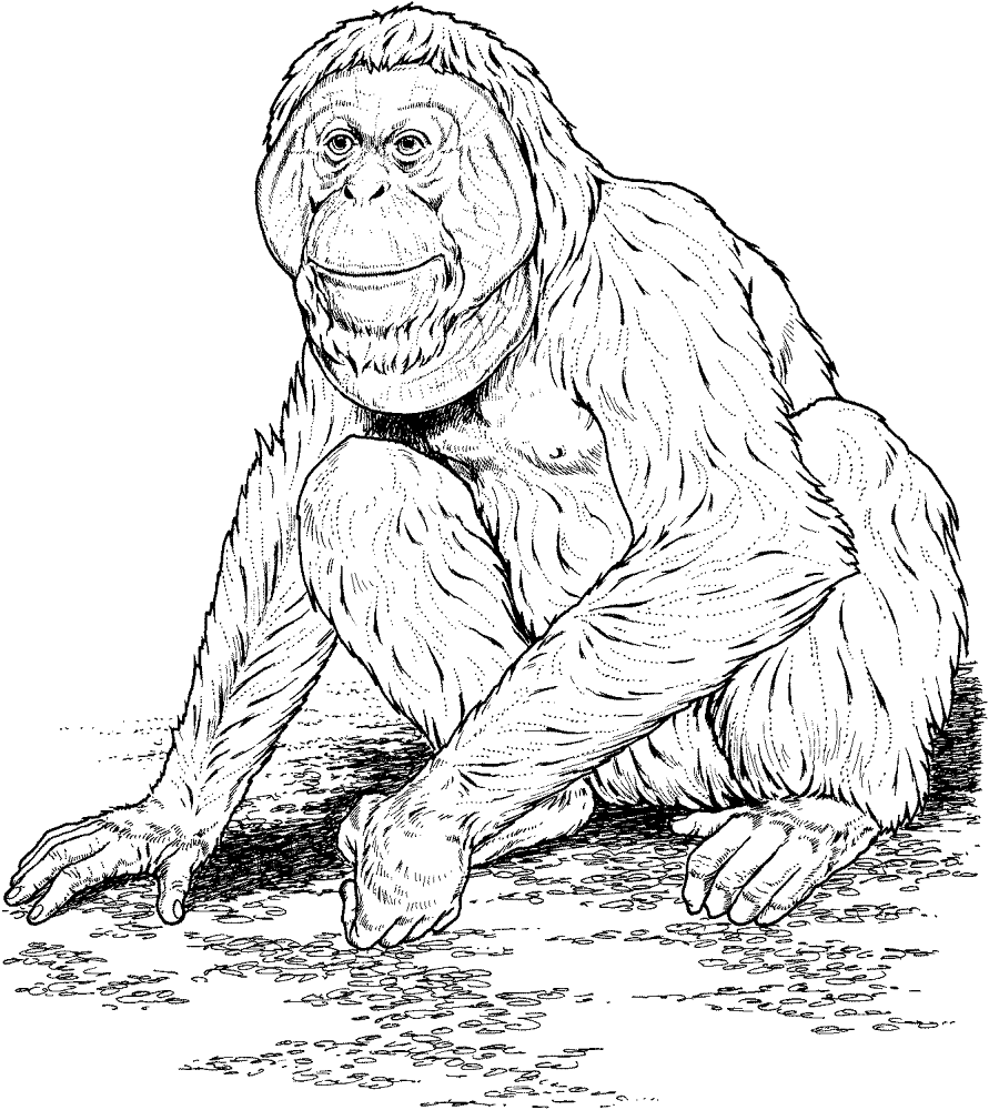 Desenho de Macacos para colorir