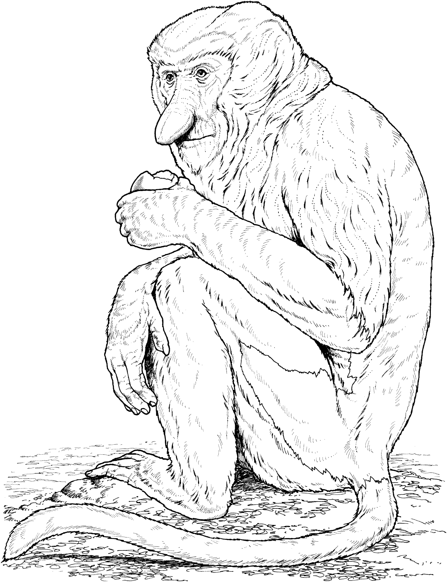 Desenho de Macacos para colorir