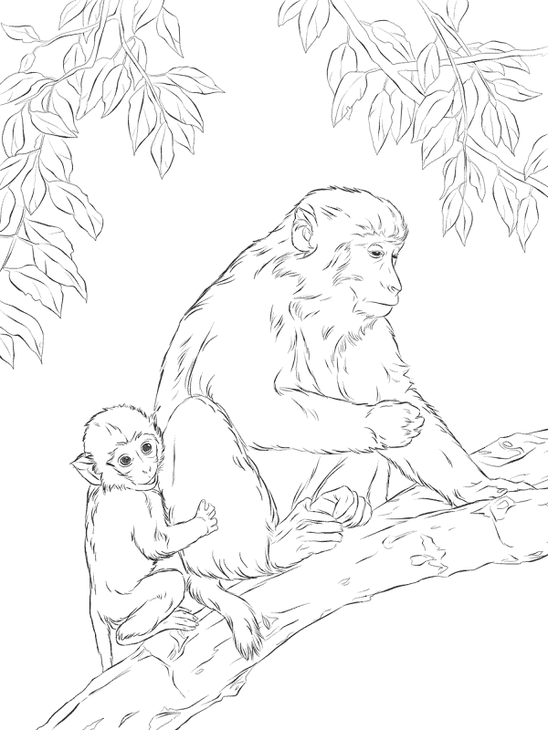 Desenho de Macacos para colorir