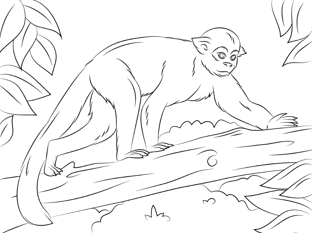 Desenho de Macacos para colorir