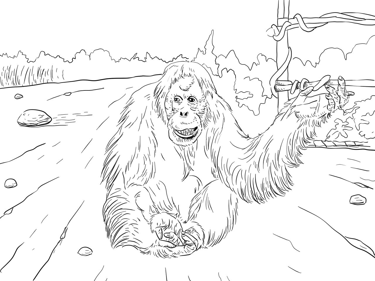 Desenho de Macacos para colorir