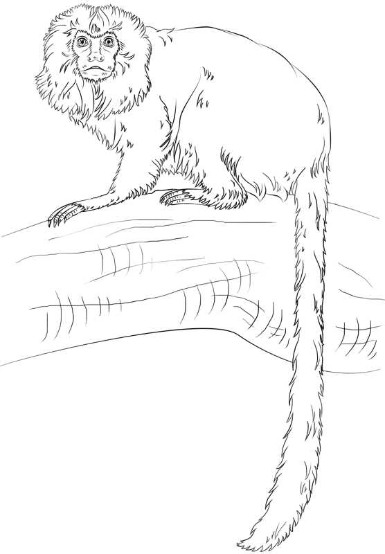 Desenho de Macacos para colorir