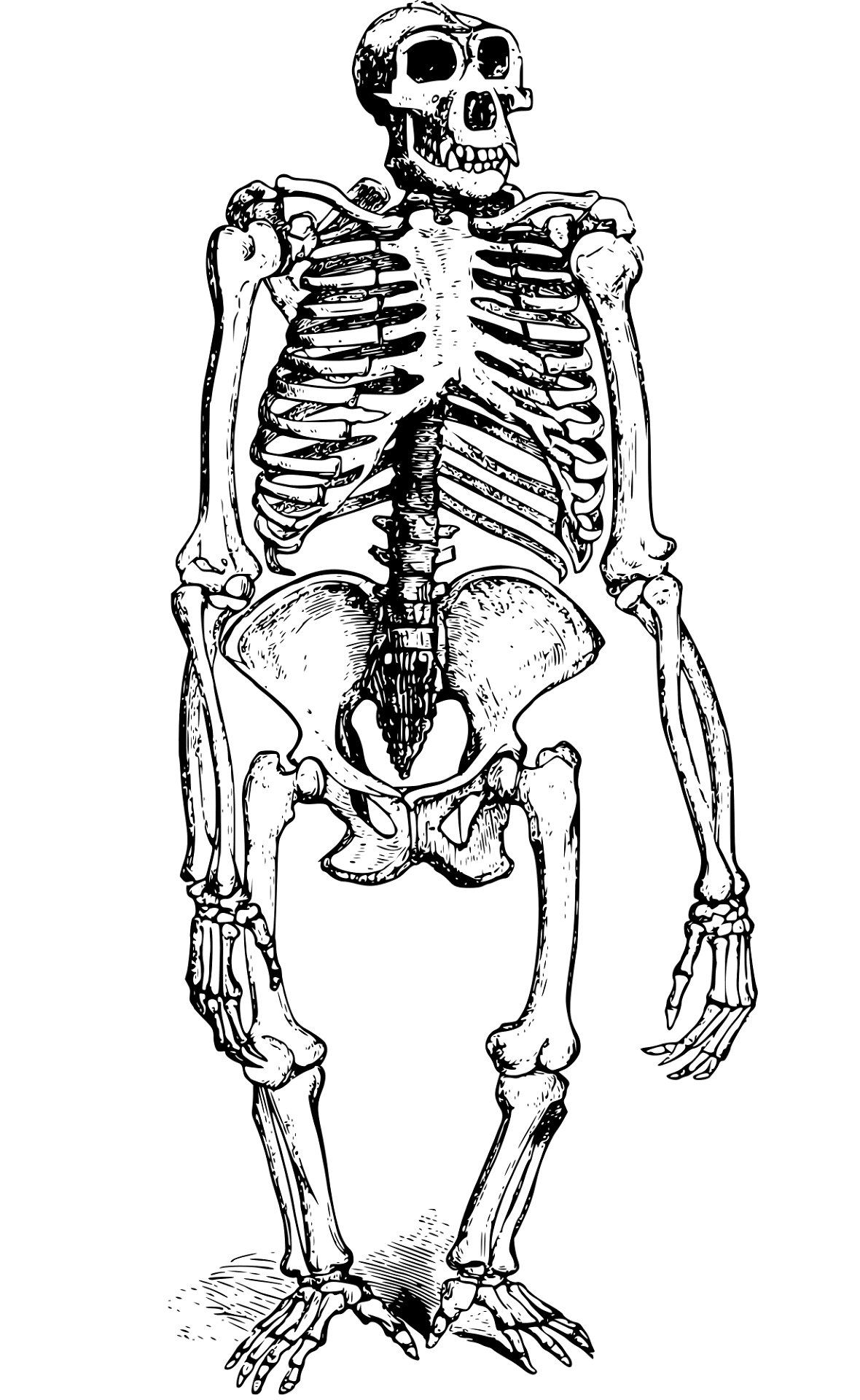 Desenho de Macacos para colorir