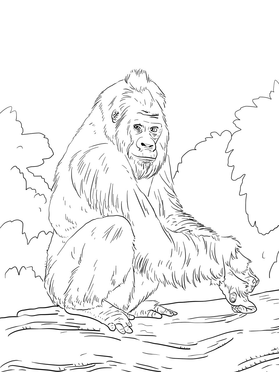 Desenho de Macacos para colorir