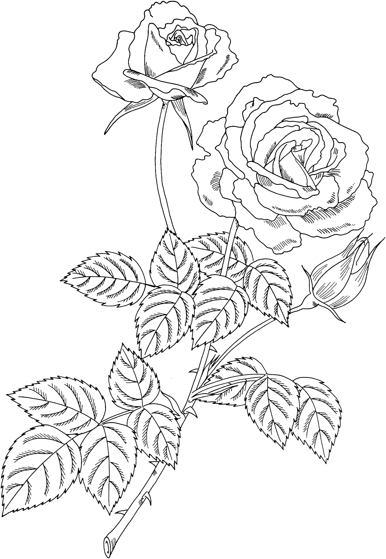 Desenho de Mágico para colorir