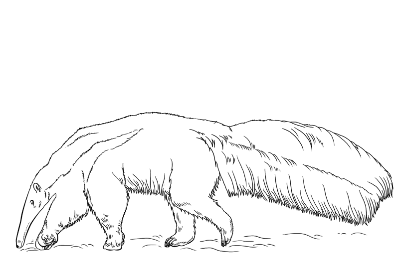Desenho de Mamíferos para colorir e imprimir: número 4