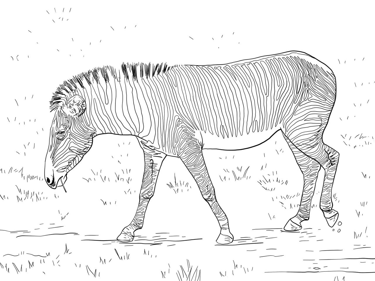 Desenho de Mamíferos para colorir e imprimir: número 5