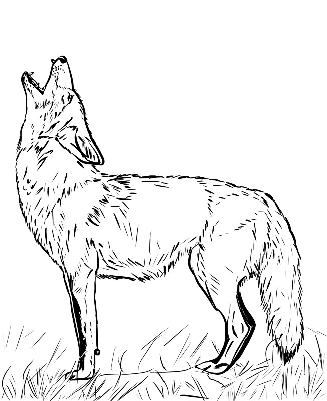 Desenho de Mamíferos para colorir e imprimir: número 6