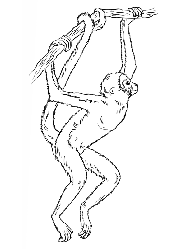 Desenho de Mamíferos para colorir e imprimir: número 10