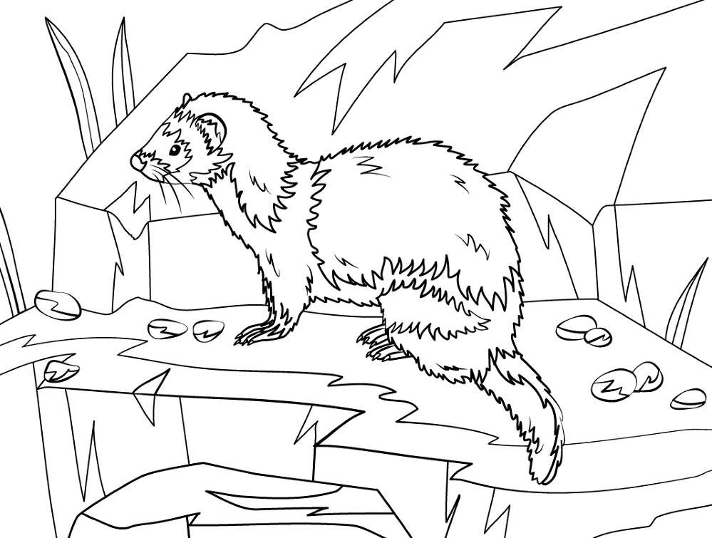 Desenho de Mamíferos para colorir e imprimir: número 11