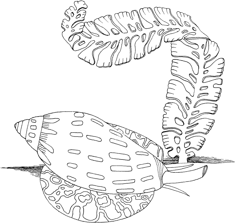 Desenho de Mar para colorir e imprimir: número 11