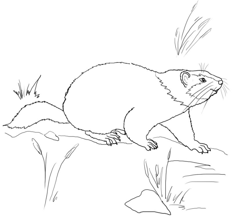 Desenho de Marmotas para colorir e imprimir: número 7