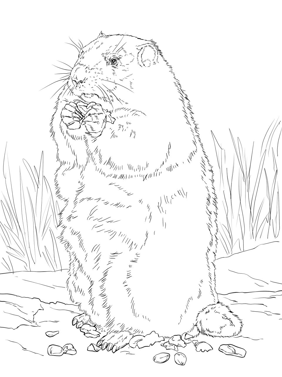 Desenho de Marmotas para colorir e imprimir: número 12