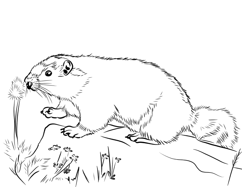 Desenho de Marmotas para colorir e imprimir: número 14