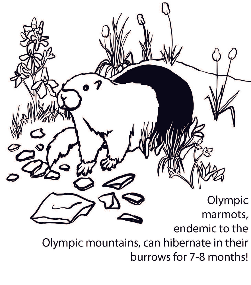 Desenho de Marmotas para colorir e imprimir: número 18