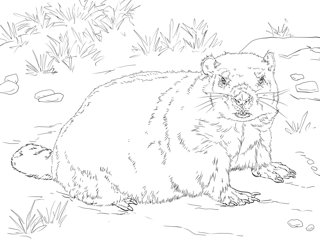 Desenho de Marmotas para colorir e imprimir: número 19