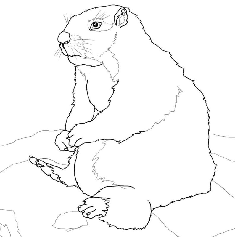 Desenho de Marmotas para colorir e imprimir: número 20