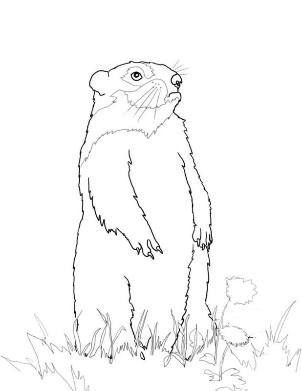 Desenho de Marmotas para colorir e imprimir: número 21