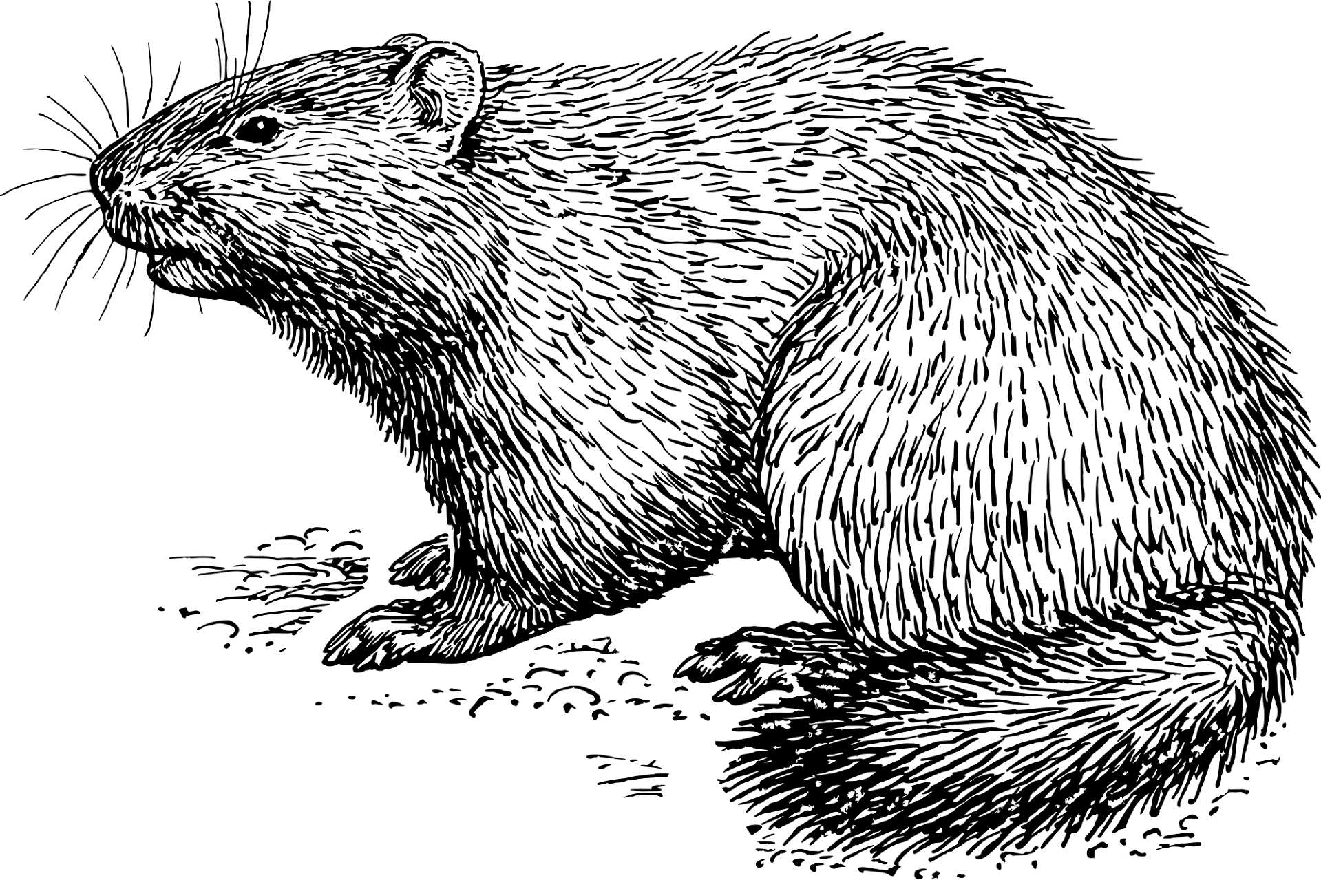 Desenho de Marmotas para colorir e imprimir: número 22