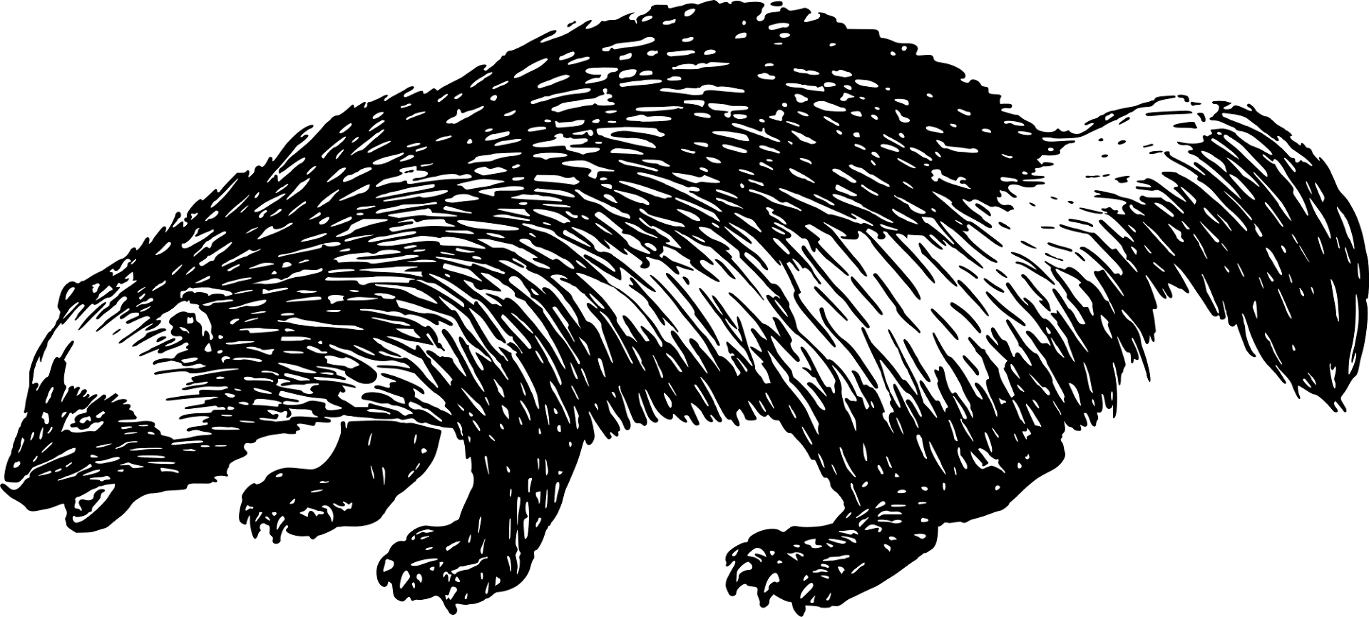 Desenho de Marmotas para colorir e imprimir: número 23