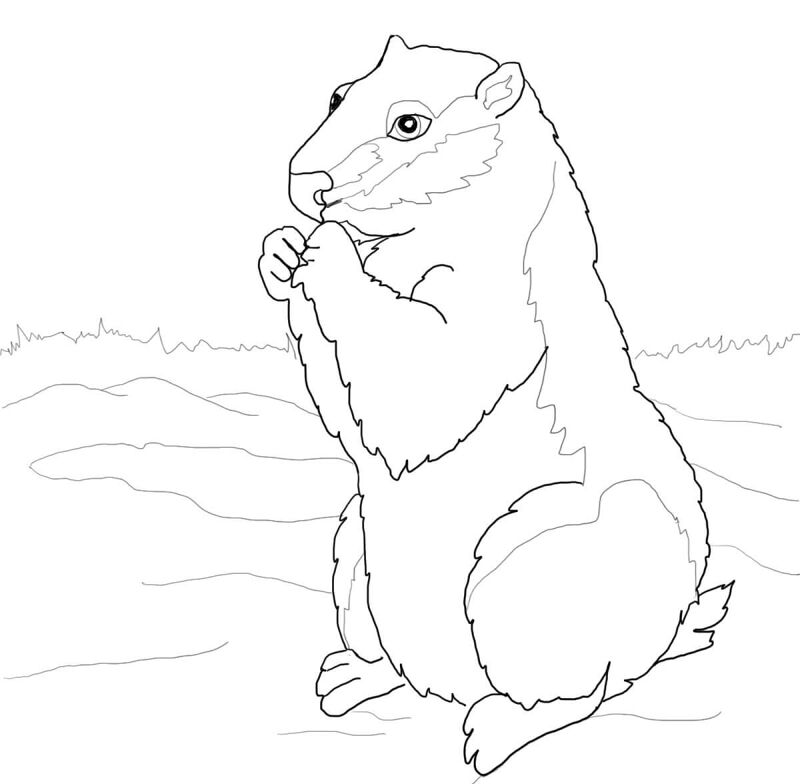 Desenho de Marmotas para colorir e imprimir: número 24