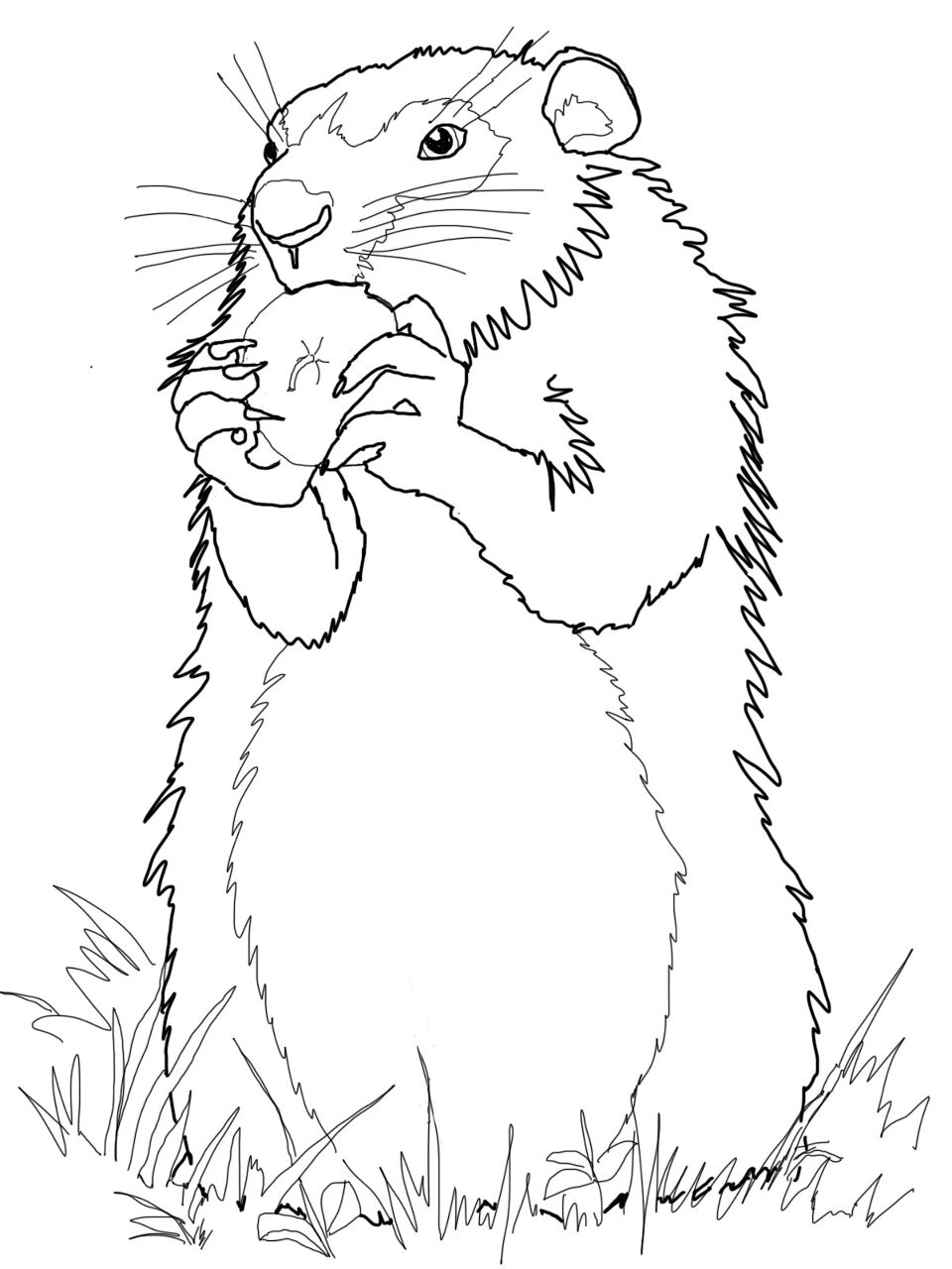 Desenho de Marmotas para colorir e imprimir: número 25