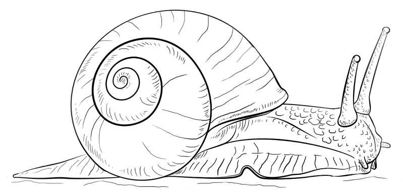 Desenho de Moluscos para colorir e imprimir: número 9