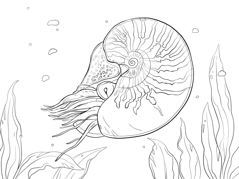 Desenho de Moluscos para colorir e imprimir: número 15