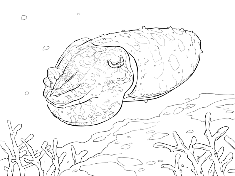 Desenho de Moluscos para colorir e imprimir: número 16