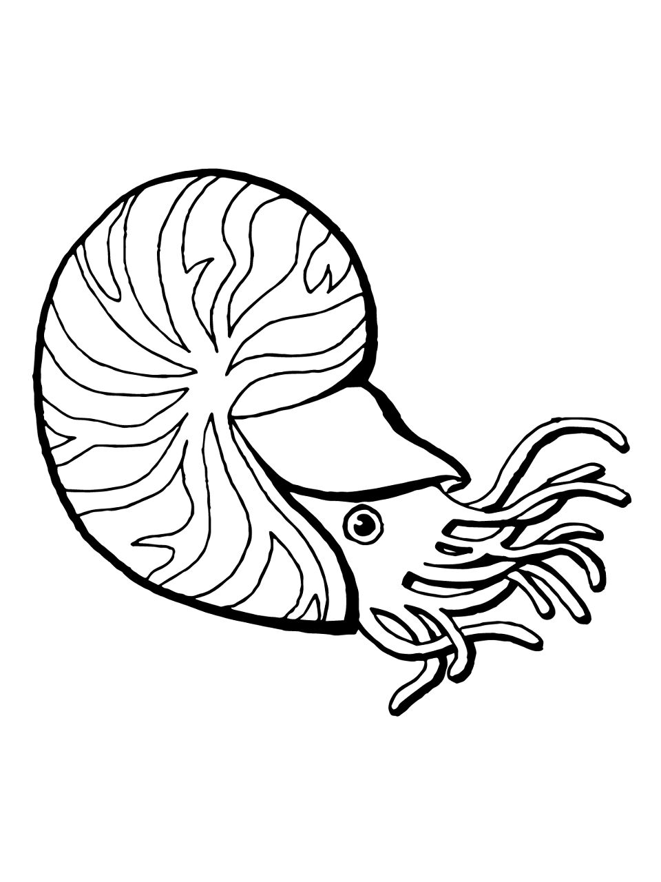 Desenho de Moluscos para colorir e imprimir: número 17