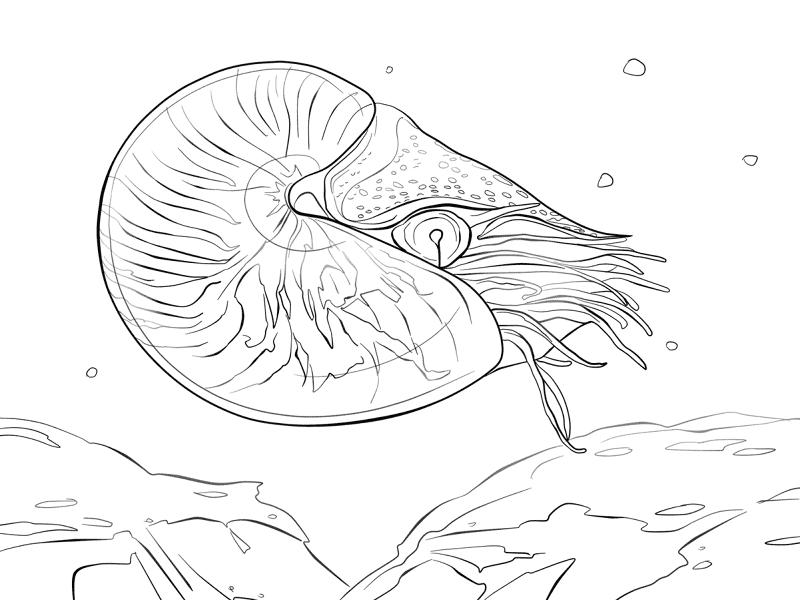 Desenho de Moluscos para colorir e imprimir: número 18