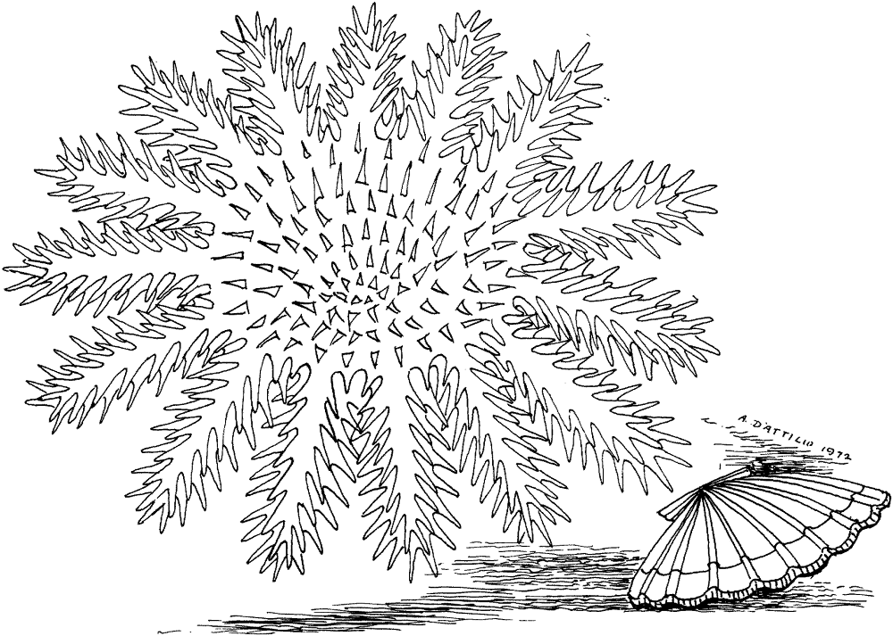 Desenho de Moluscos para colorir e imprimir: número 20
