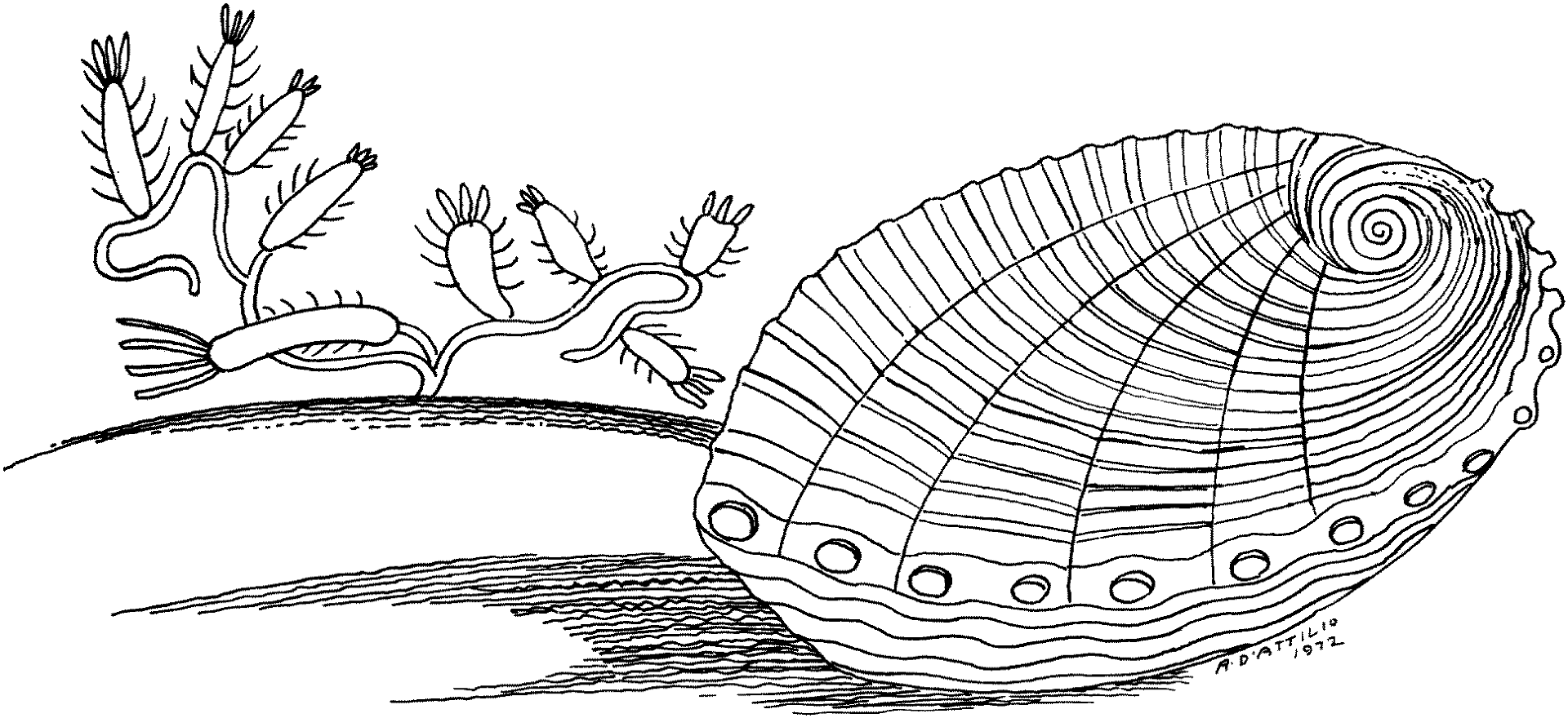 Desenho de Moluscos para colorir e imprimir: número 21
