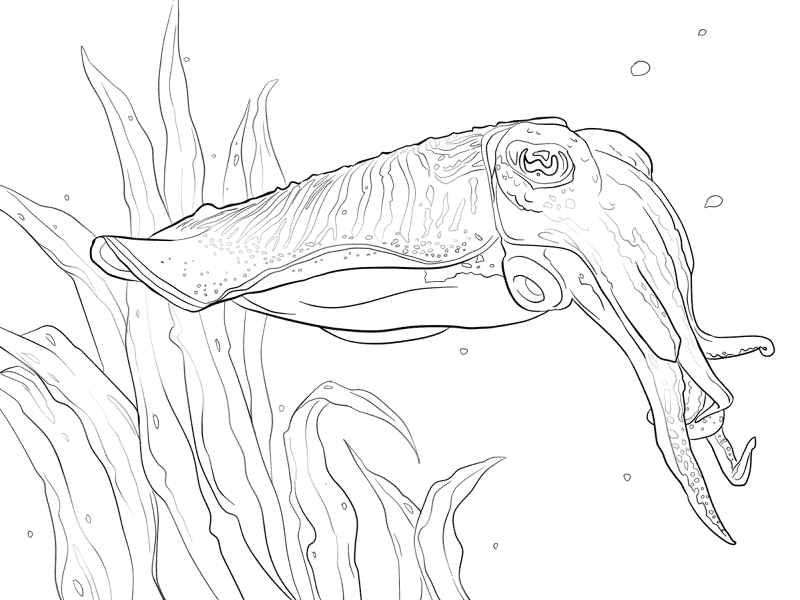 Desenho de Moluscos para colorir e imprimir: número 22