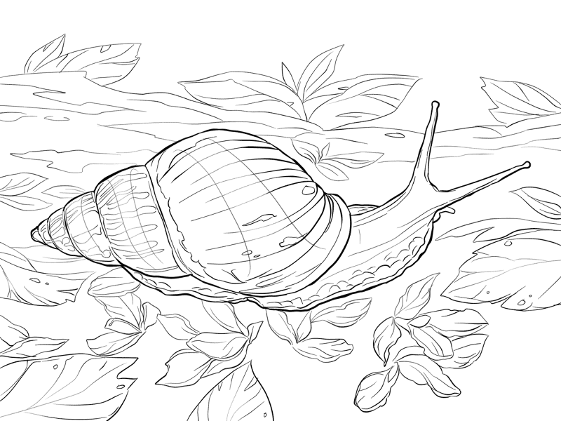 Desenho de Moluscos para colorir e imprimir: número 27
