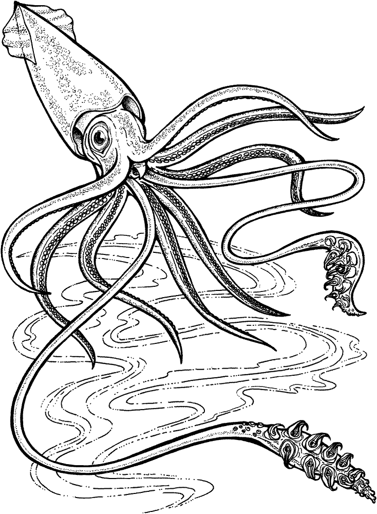 Desenho de Moluscos para colorir e imprimir: número 28