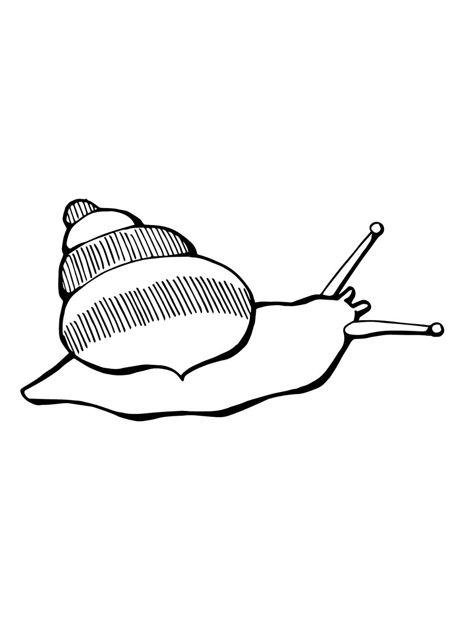 Desenho de Moluscos para colorir e imprimir: número 29