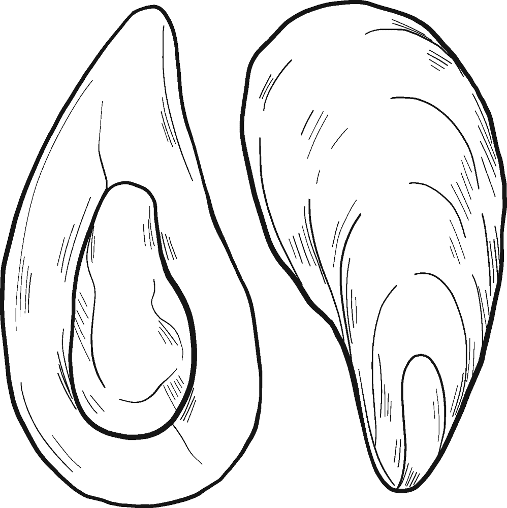 Desenho de Moluscos para colorir e imprimir: número 31
